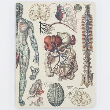 Anatomie: Gefäßhardcover -Notizbuch - DOT -Gitterseiten